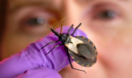 Chagas