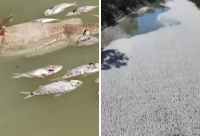 peces_muertos.jpg