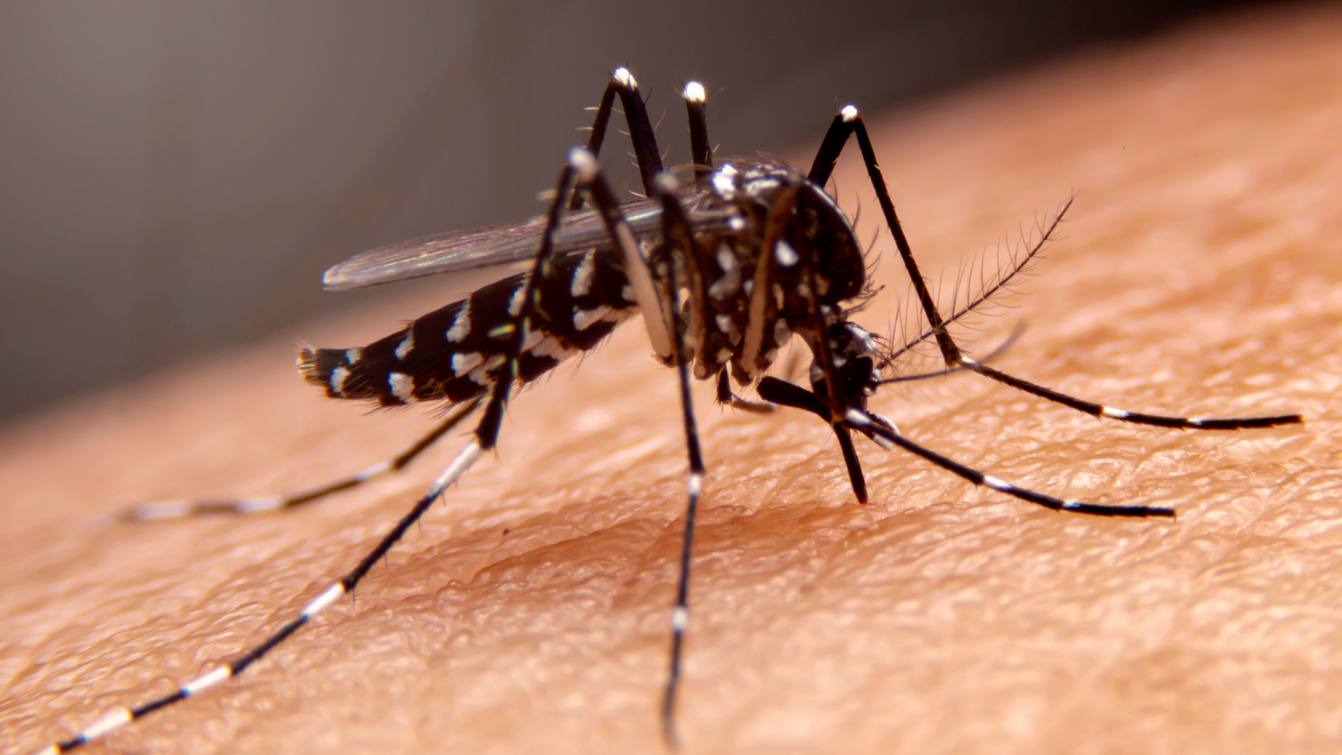Mosquito dengue